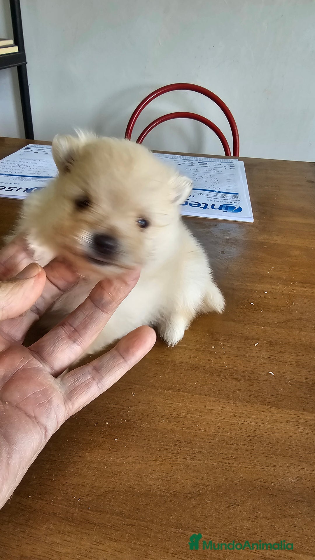 Pomerania perros en venta: Pomerania mini toy  - Anuncio 3