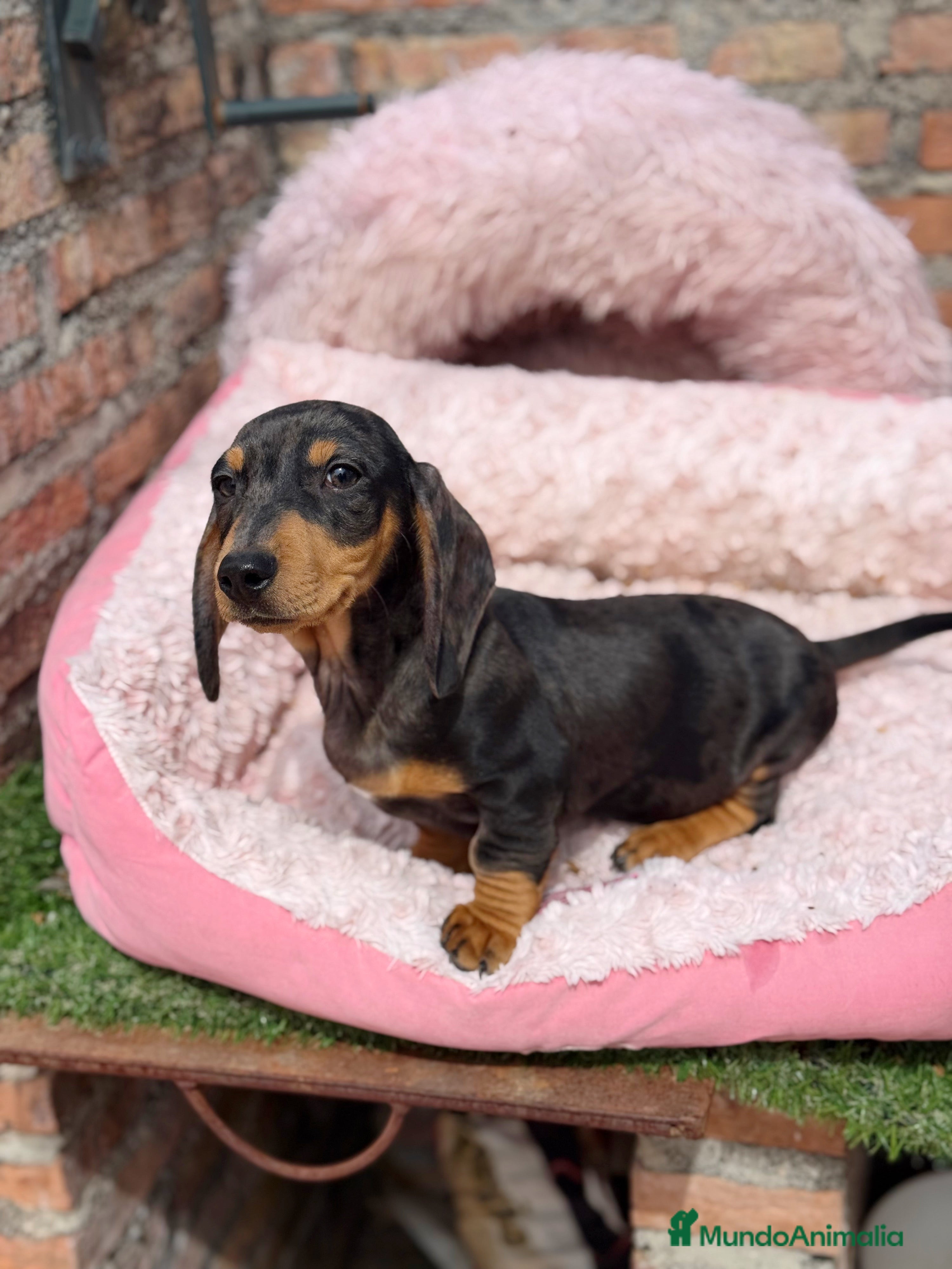 Teckel Miniatura perros Teckel kanichen macho arlequín plata - Anuncio 1