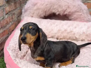 Teckel Miniatura perros Teckel kanichen macho arlequín plata - Anuncio 1