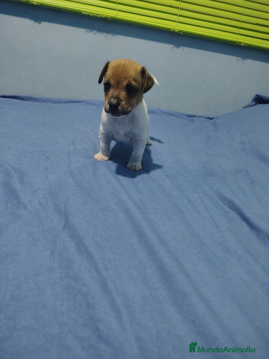Jack Russell Terrier perros Pequeños jack russell disponibles ya - Anuncio 1