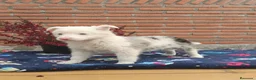 Border Collie perros en venta: Preciosa camada border collie - Anuncio 6