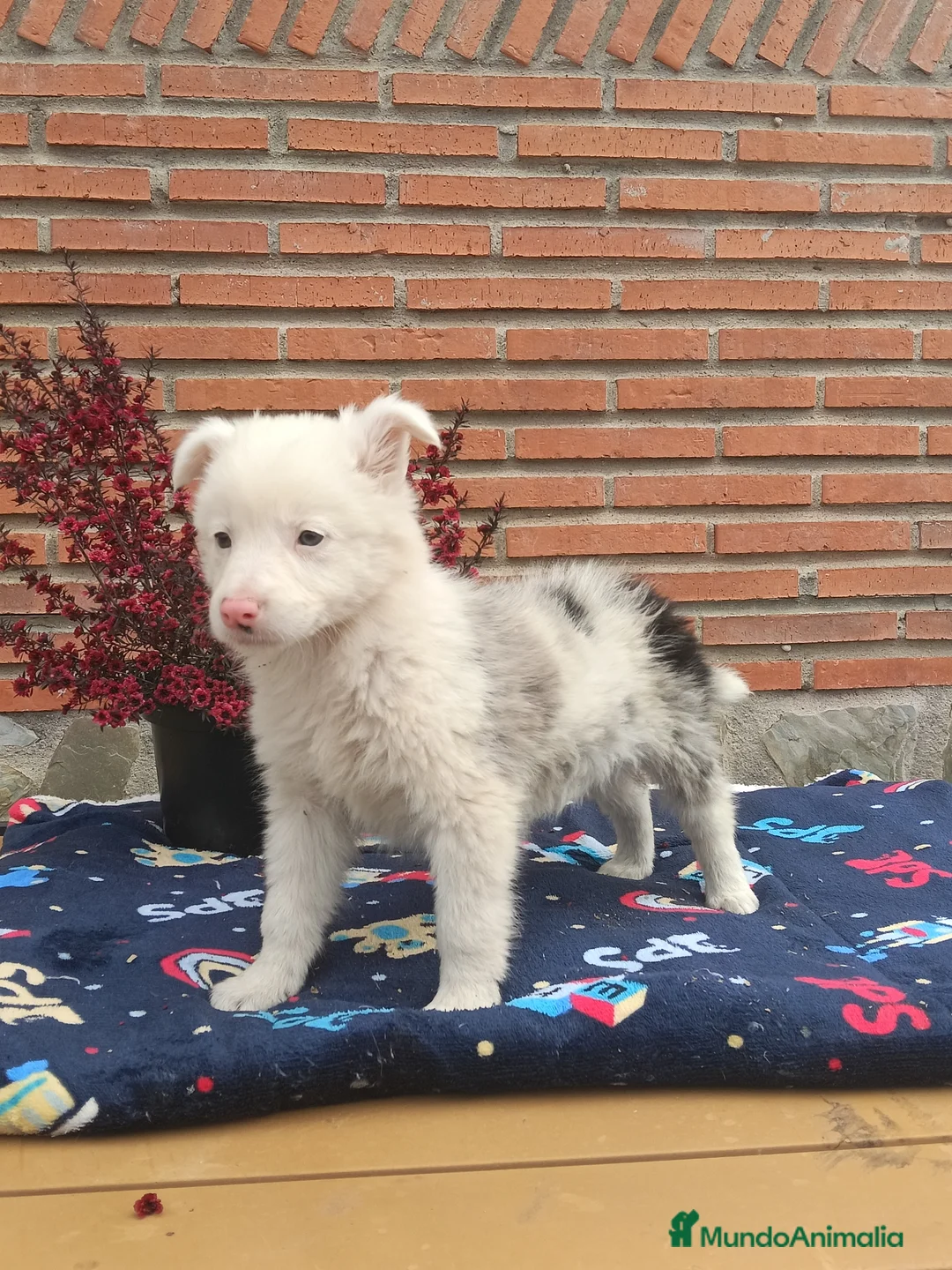 Border Collie perros en venta: Preciosa camada border collie - Anuncio 6