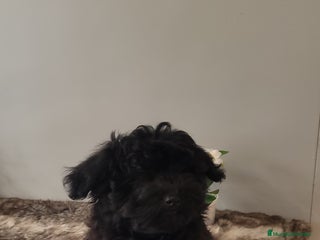 Maltipoo perros - Anuncio 2