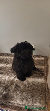 Maltipoo perros - Anuncio 2