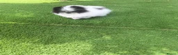 Pomerania perros en venta: Excelente machito pomerania. - Anuncio 6