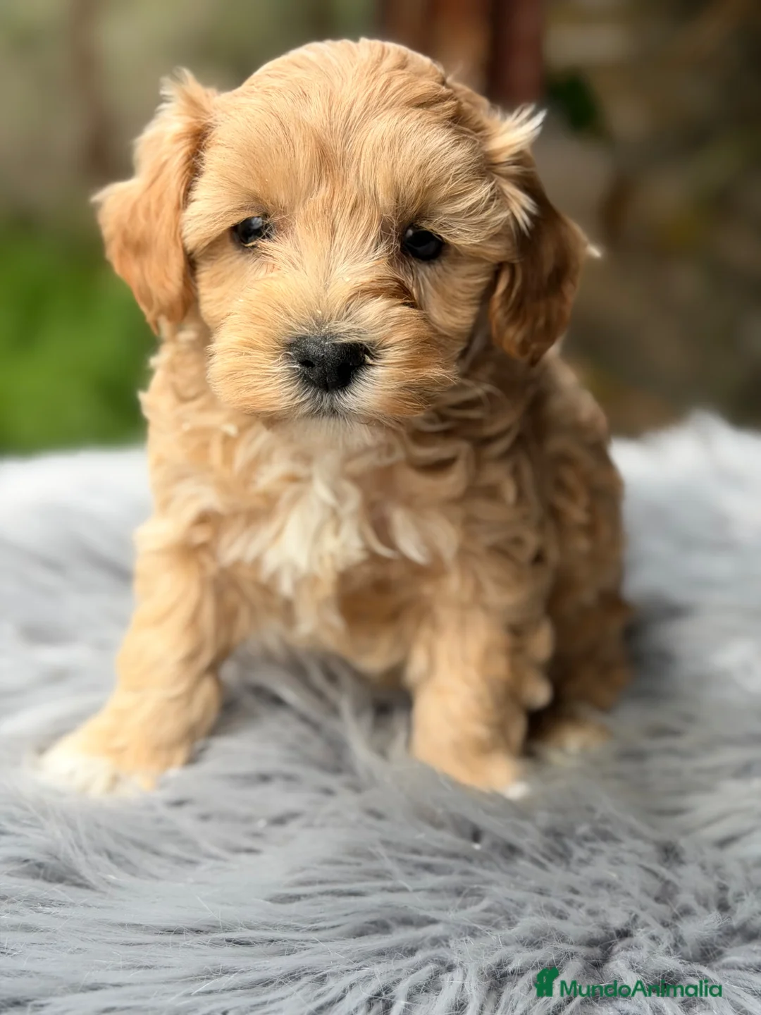 Maltipoo perros en venta: Maltipoo macho Apricot Toy  - Anuncio 2