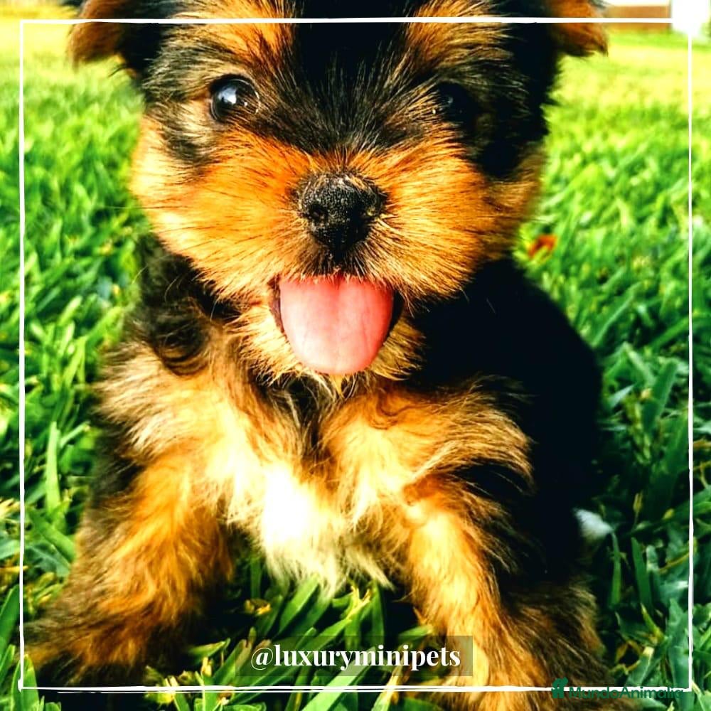 Yorkshire Terrier perros Camada de Yorkshire Terrier de padres toy en Madrid - Anuncio 2