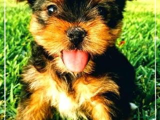Yorkshire Terrier perros en Madrid - Anuncio 16
