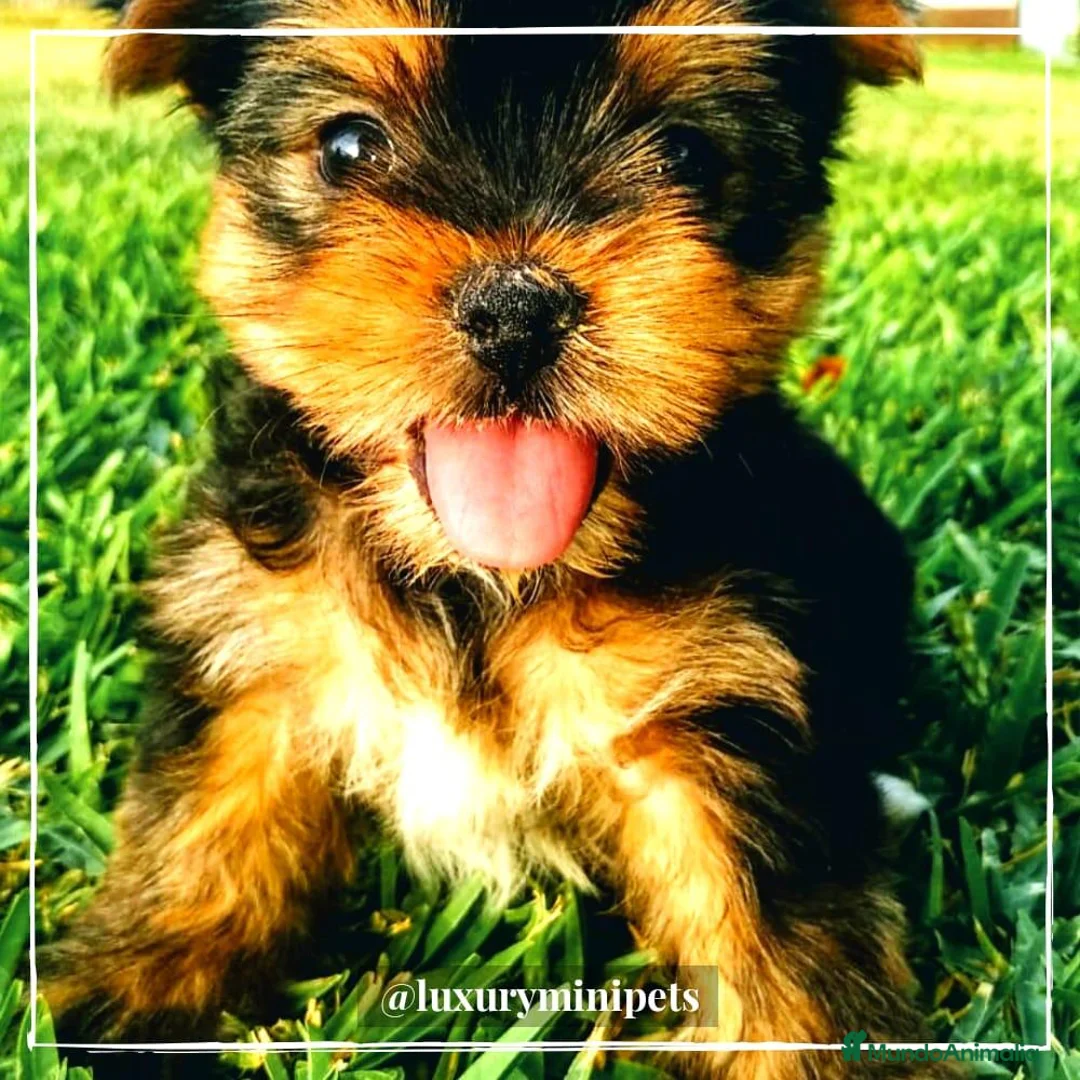Yorkshire Terrier perros en venta: Camada de Yorkshire Terrier de padres toy en Madrid - Anuncio 1