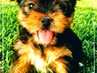 Yorkshire Terrier perros Camada de Yorkshire Terrier de padres toy en Madrid - Anuncio 3