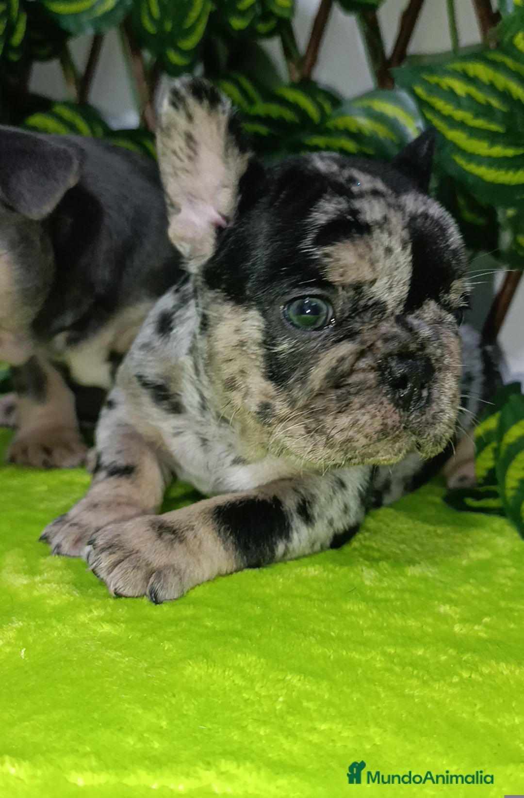 Bulldog Francés perros en venta: Impresionantes bulldog varios colores  - Imagen 4
