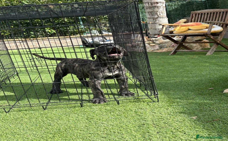 Dogo Canario perros - Anuncio 1