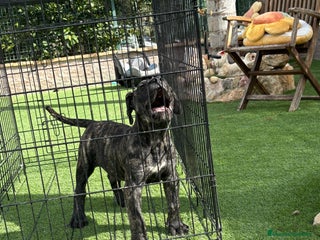 Dogo Canario perros - Anuncio 30