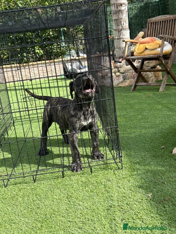 Dogo Canario perros - Anuncio 1