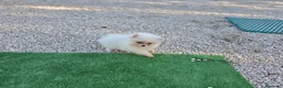 Pomerania perros en venta: Pomerania blanca hembra - Anuncio 2