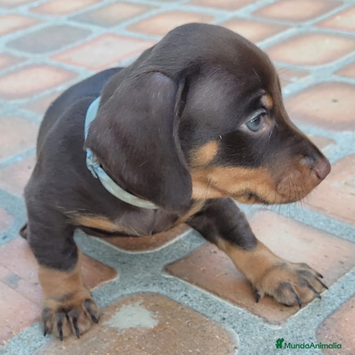 Teckel Miniatura perros teckel listos para entregar  - Anuncio 2