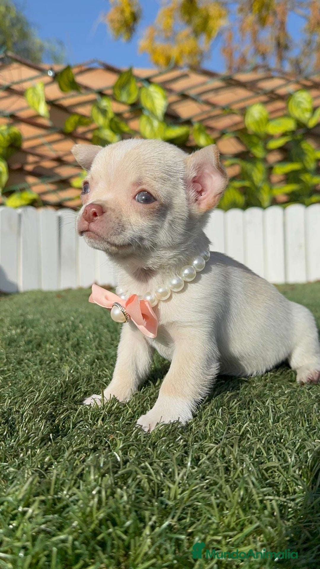 Chihuahua perros en venta: CHIHUAHUA HEMBRA - Anuncio 18