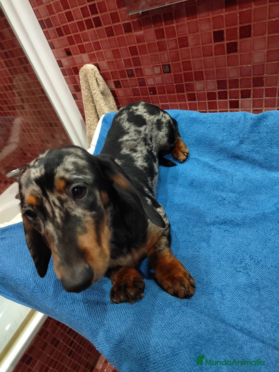 Teckel Miniatura perros en venta: Camada de Teckel Arlequin Miniatura - Anuncio 3