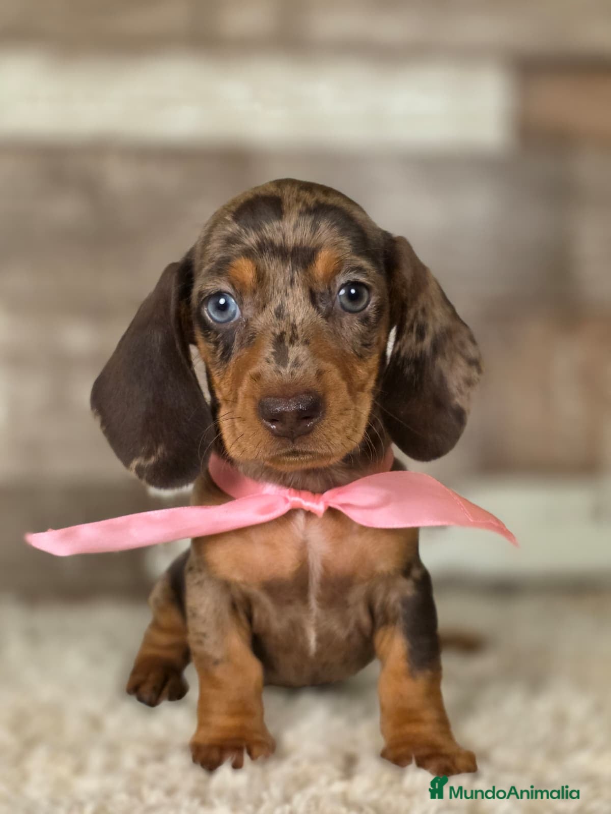 Teckel perros TECKEL MINIATURA Y KANINCHEN  - Anuncio 1