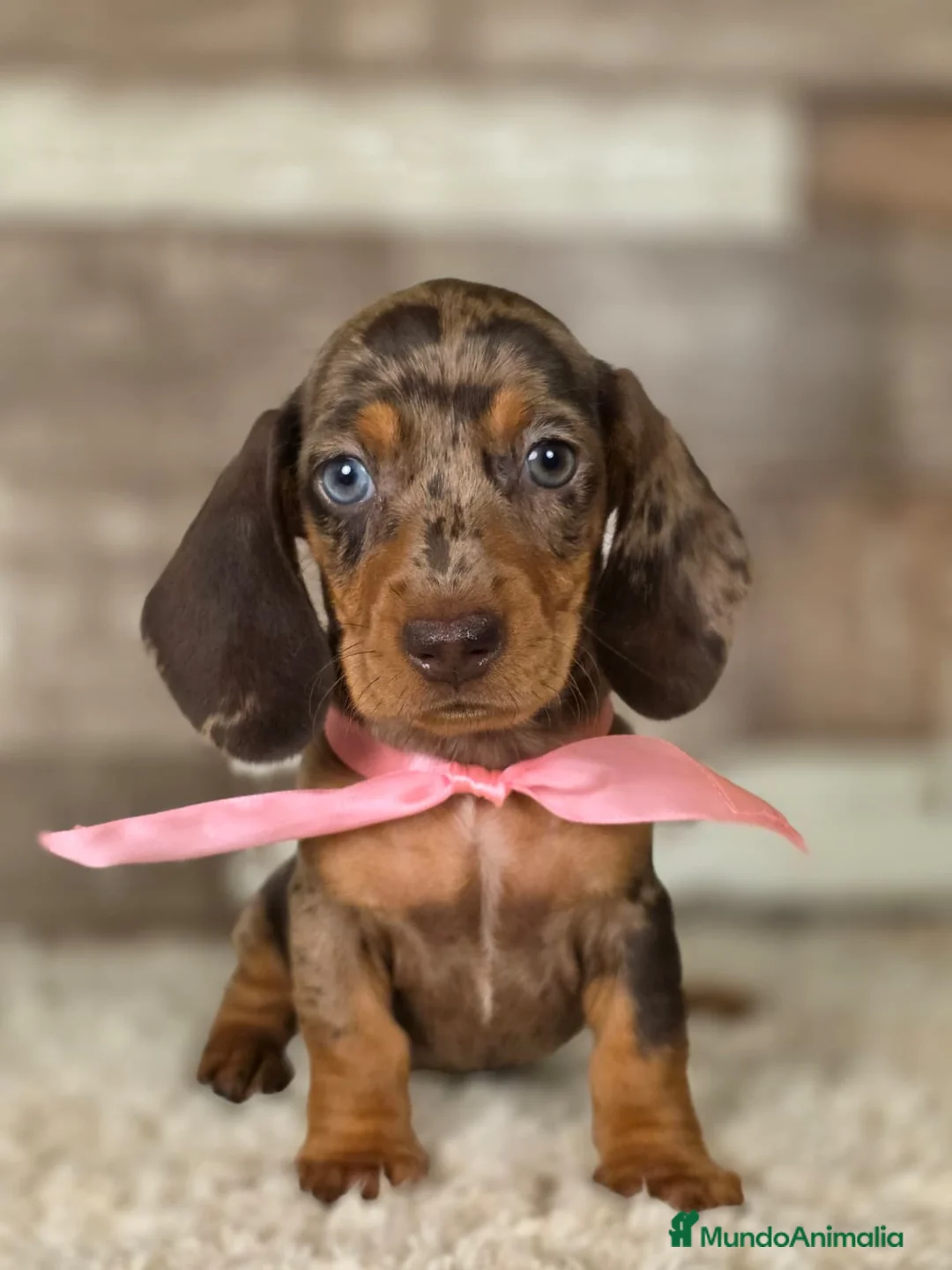 Teckel perros en venta: TECKEL MINIATURA Y KANINCHEN  - Anuncio 1