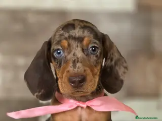 Teckel perros TECKEL MINIATURA Y KANINCHEN - Anuncio 1
