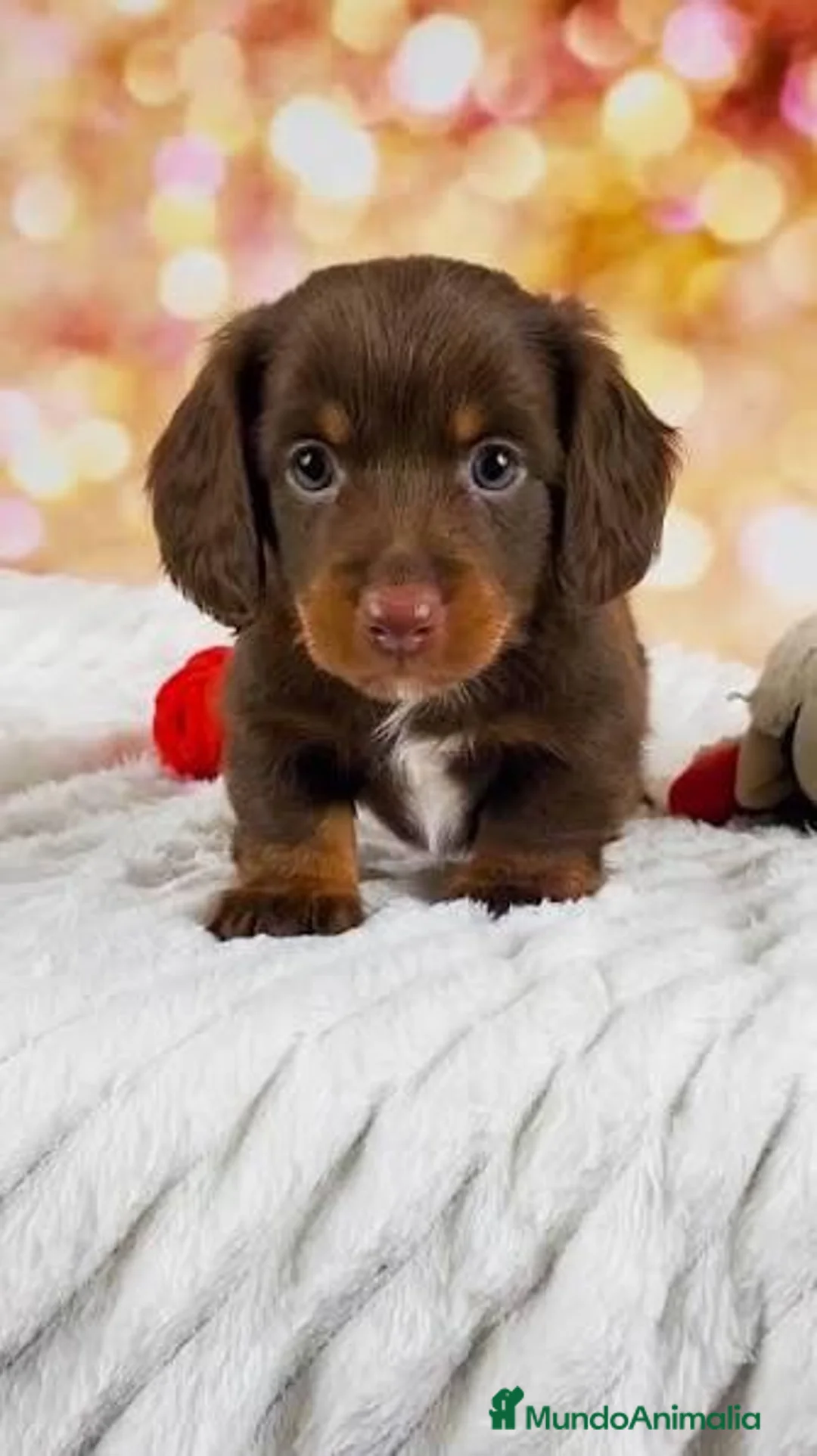 Teckel Miniatura perros en venta: Teckel de pelo largo chocolate 🍫  - Anuncio 2
