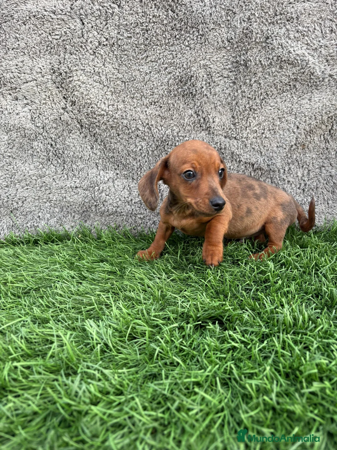 Teckel Miniatura perros en venta: Macho de Teckel Kaninchen Merle chocolate diluido - Anuncio 16