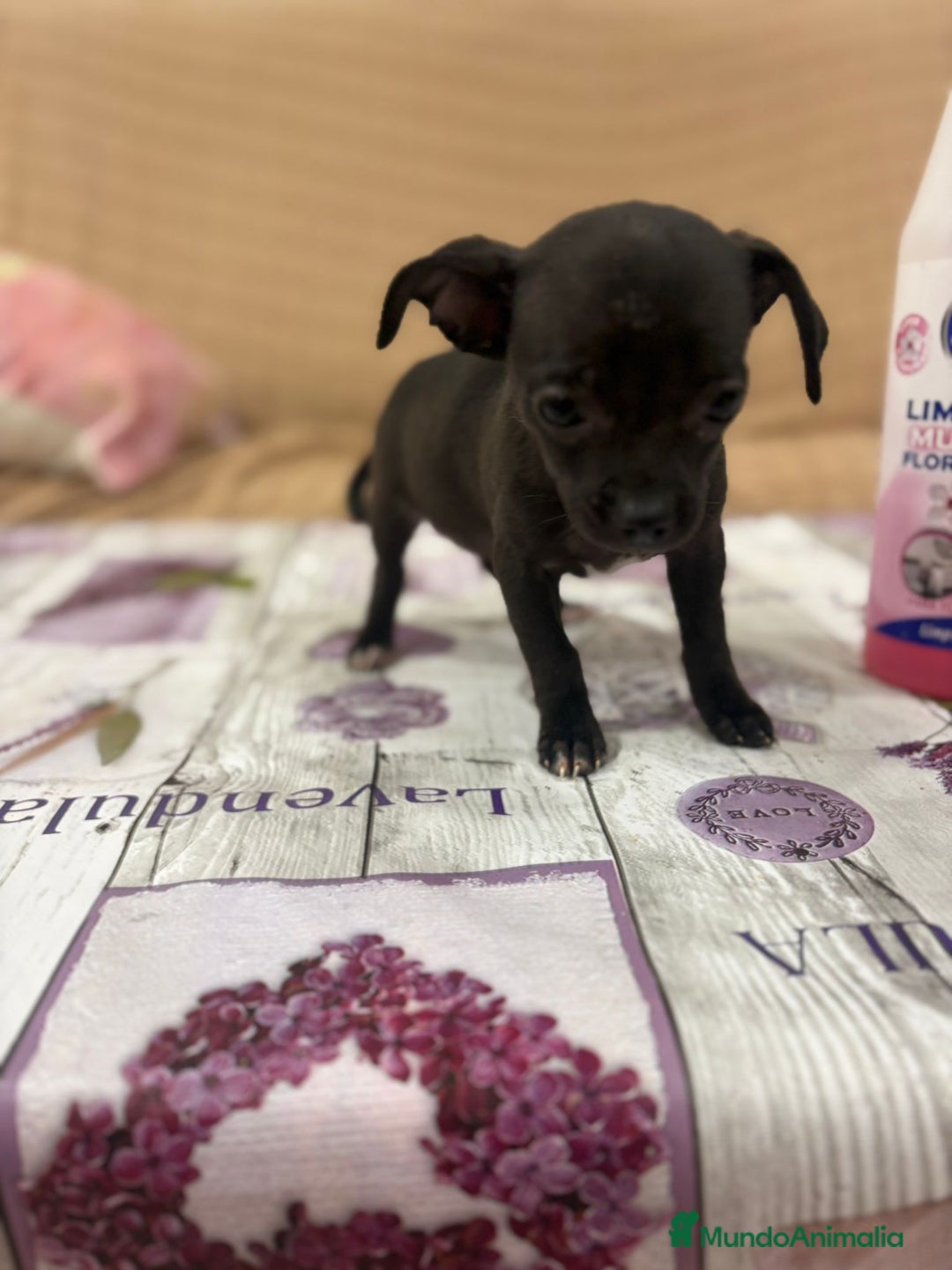 Chihuahua perros en venta: Chihuahua toy cabeza manzana  - Imagen 5