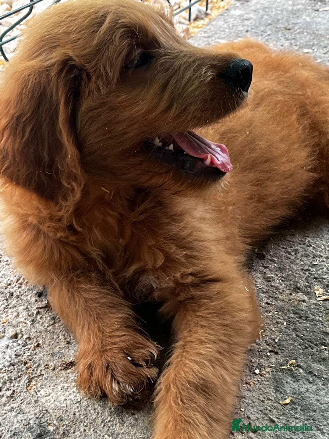 Goldendoodle perros en venta: Goldendoodle  - Imagen 2