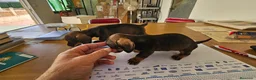 Teckel perros en venta: Cachorritos teckel KaniChen  - Anuncio 3