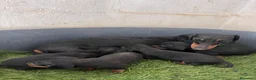 Teckel Miniatura perros en venta: Cachorros de teckel - Anuncio 2