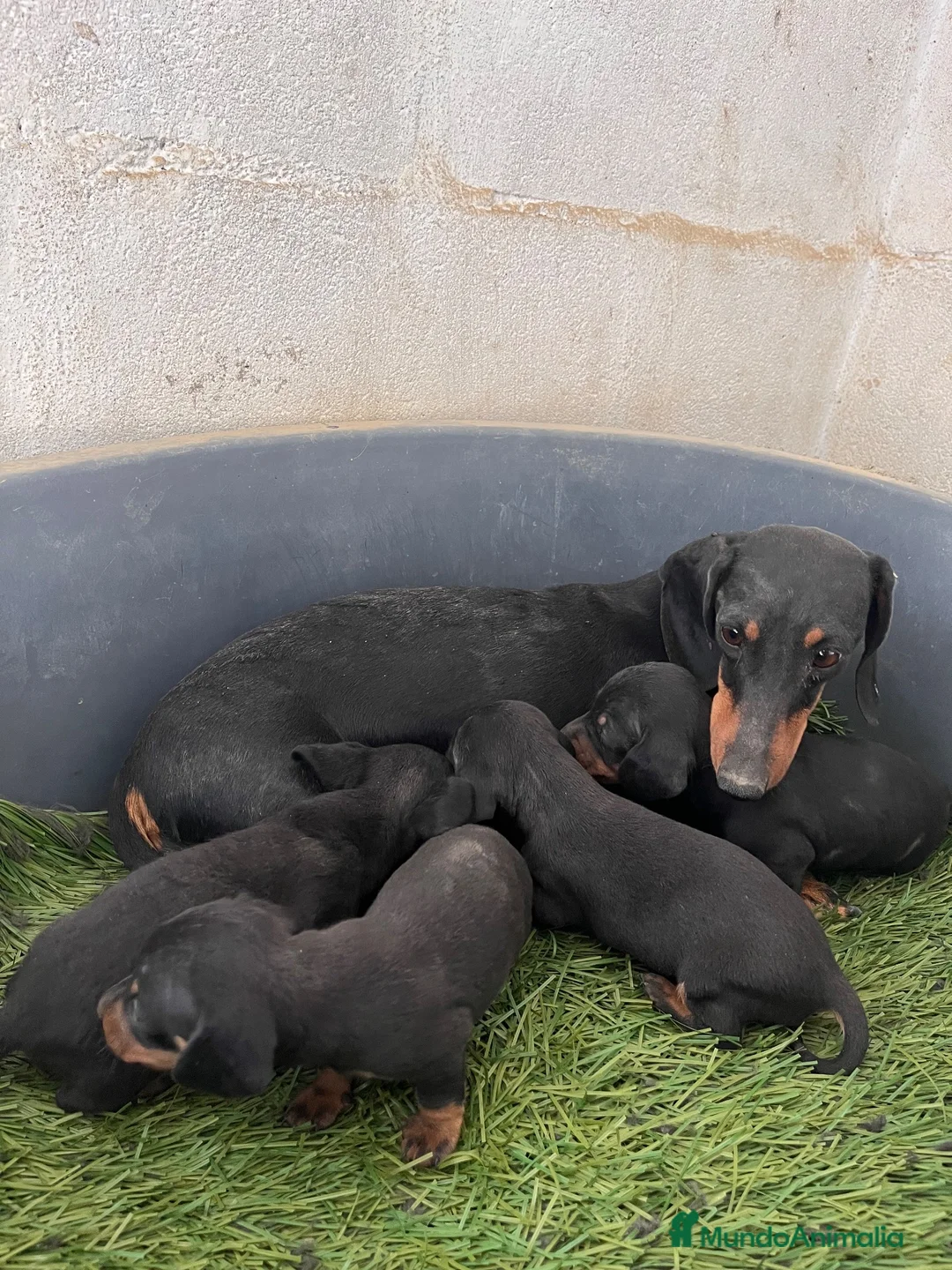 Teckel Miniatura perros en venta: Cachorros de teckel - Anuncio 2