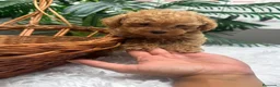 Caniche Toy perros en venta: CANICHE TOY-LISTA PARA ENTREGAR - Anuncio 10