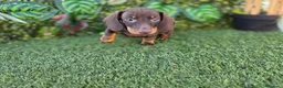 Teckel Miniatura perros en venta: TECKEL MINIATURA & KANNINCHEN - Anuncio 3