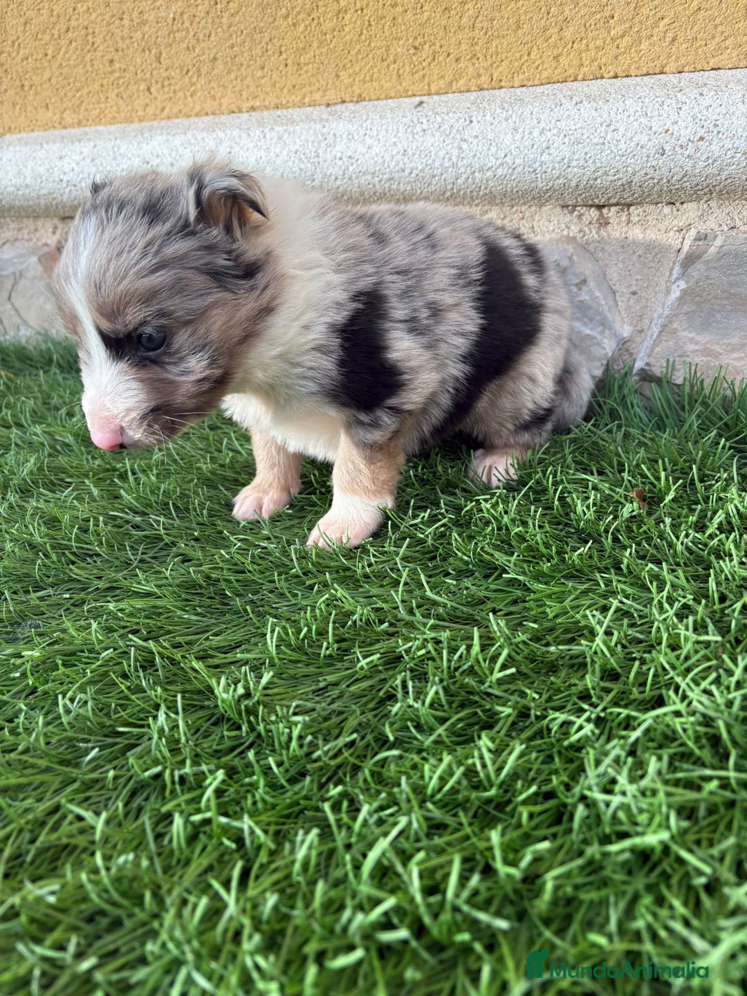 Border Collie perros en venta: Impresionantes Border Collie varios colores  - Anuncio 21