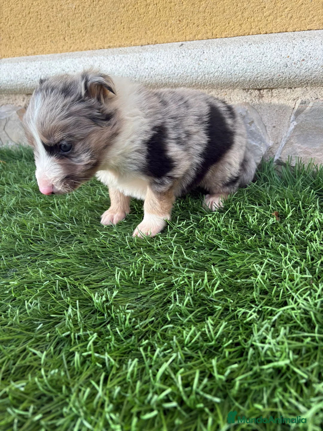 Border Collie perros en venta: Impresionantes Border Collie varios colores  - Anuncio 21
