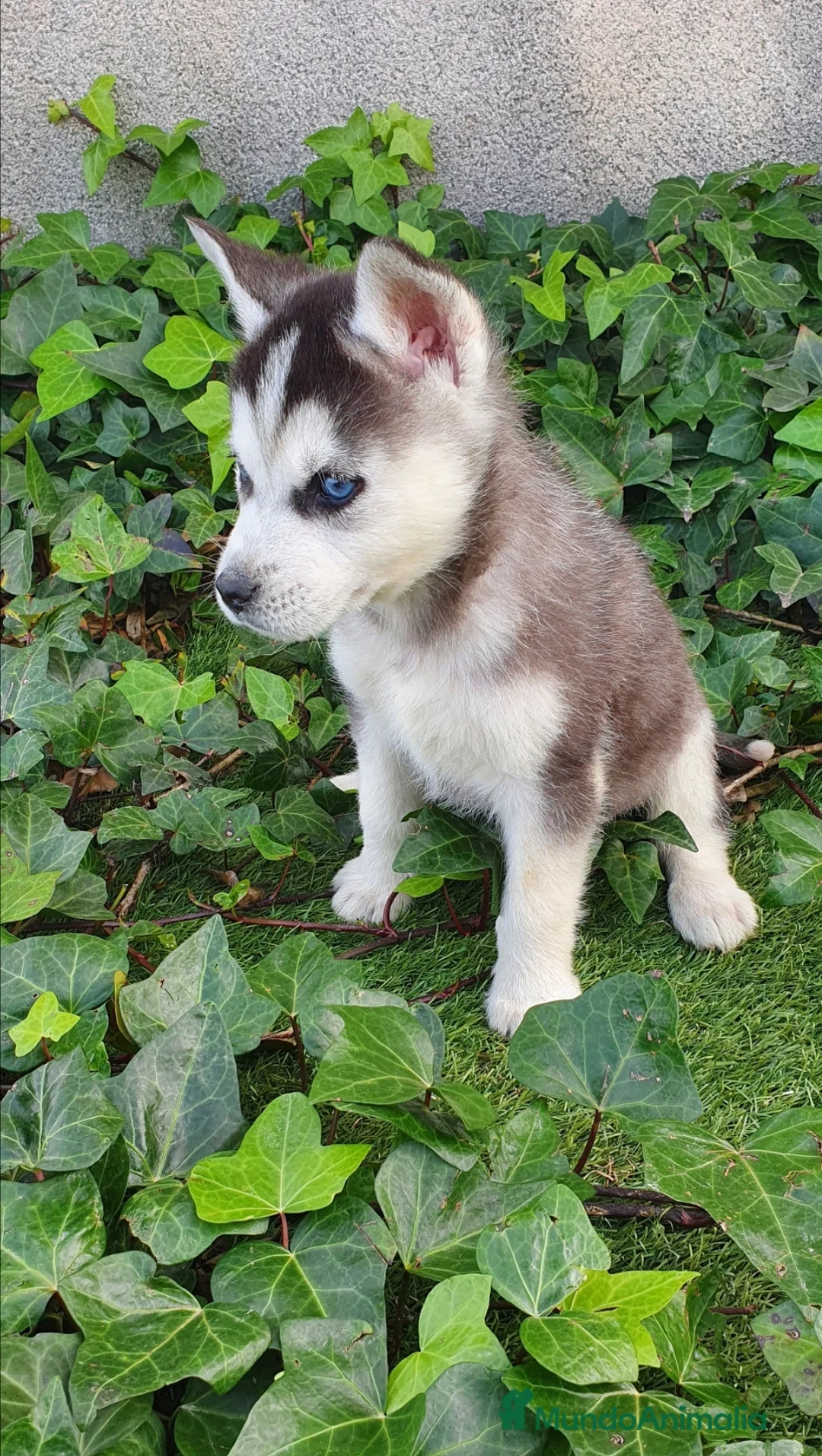 Husky Siberiano perros en venta: Huskys grises, negros y agouti  - Anuncio 9