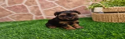 Yorkshire Terrier perros en venta: Yorkshire terrier - Anuncio 24