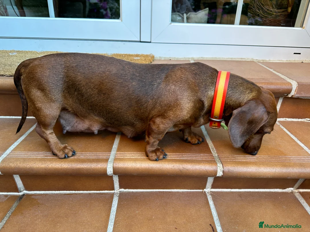 Teckel perros en venta: Teckel miniatura  en Toledo - Anuncio 1