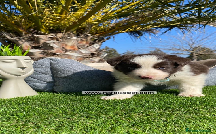 Border Collie perros - Anuncio 16
