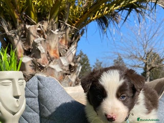 Border Collie perros - Anuncio 37