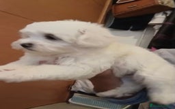 Bichón Maltés perros en venta: Bichon maltés  - Imagen 5