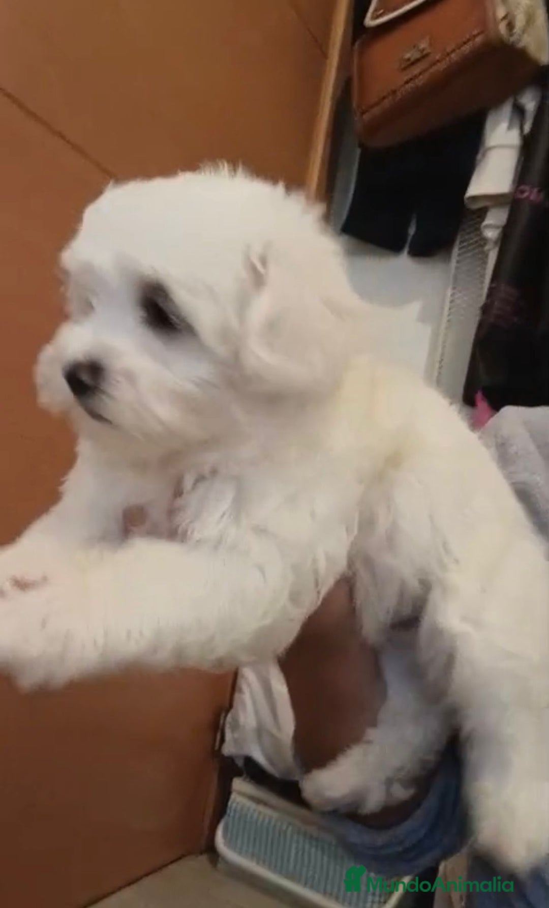 Bichón Maltés perros en venta: Bichon maltés  - Imagen 5