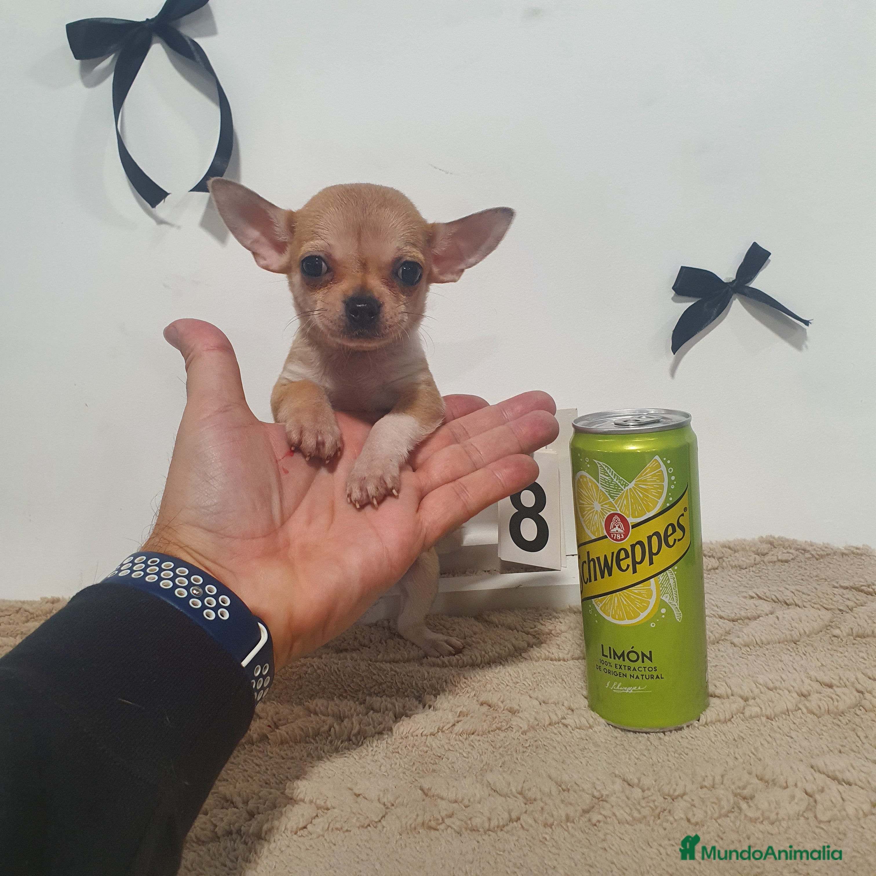 Chihuahua perros Chihuahua mini - Anuncio 3