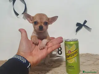 Chihuahua perros Chihuahua mini - Anuncio 3