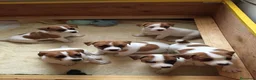Jack Russell Terrier perros en venta: Jack Russell Puppy en Barcelona - Anuncio 3