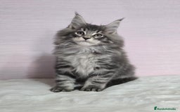 Maine Coon gatos en venta: Gatito maine coon macho - Anuncio 1
