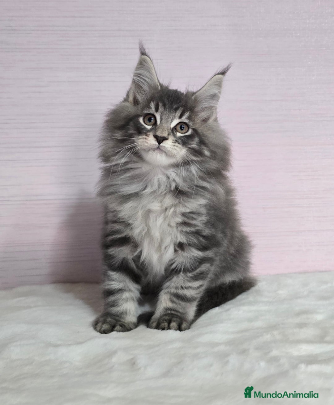 Maine Coon gatos en venta: Gatito maine coon macho - Anuncio 1