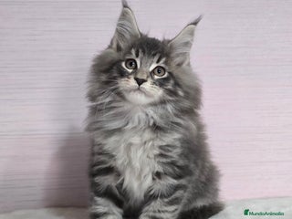 Maine Coon gatos Gatito maine coon macho - Anuncio 1