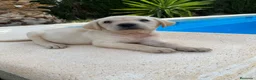 Labrador Retriever perros en venta: CACHORROS DE LABRADOR  - Anuncio 6